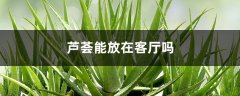 芦荟能放在客厅吗