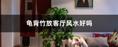 龟背竹放客厅风水好吗