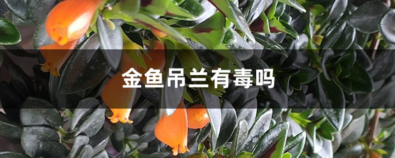 金鱼吊兰有毒吗 金鱼吊兰有毒吗