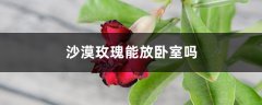 沙漠玫瑰能放卧室吗