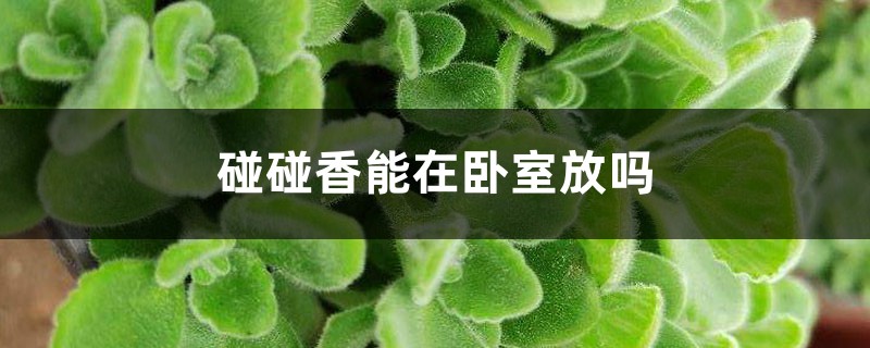 碰碰香能在卧室放吗 碰碰香能在卧室放吗