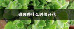 碰碰香什么时候开花