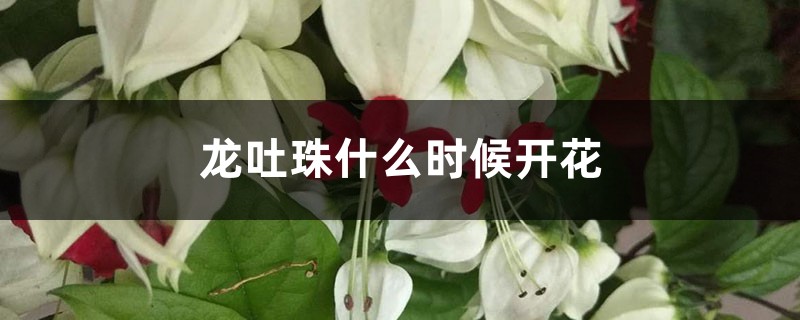 龙吐珠什么时候开花 龙吐珠什么时候开花
