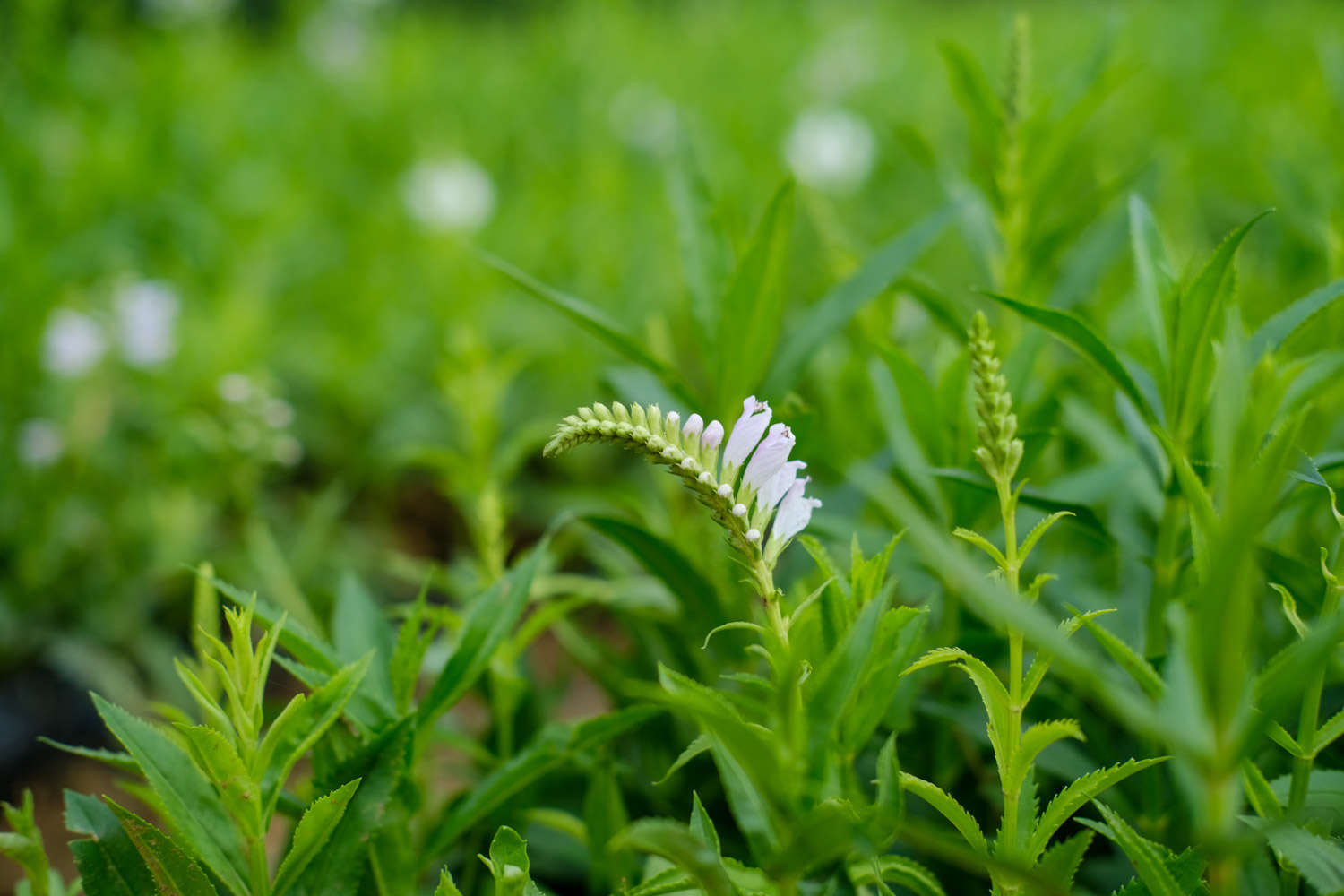 随意草