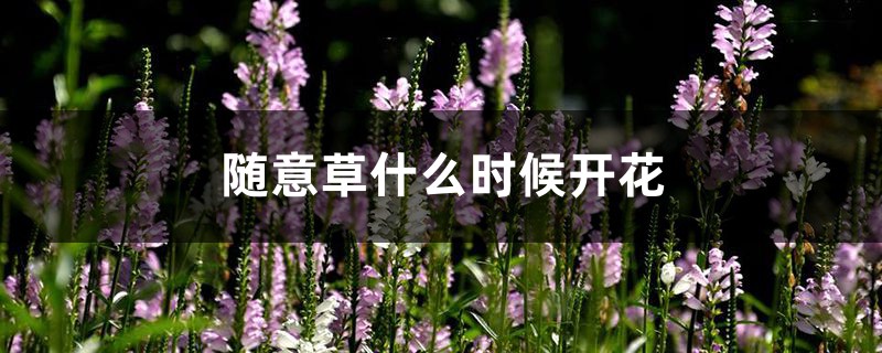 随意草什么时候开花 随意草什么时候开花