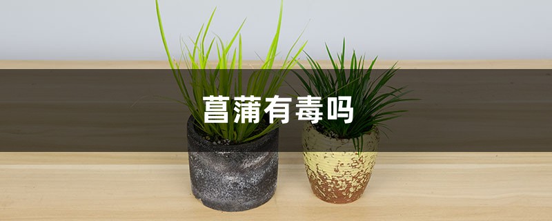 菖蒲有毒吗 菖蒲有毒吗