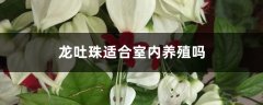 龙吐珠适合室内养殖吗