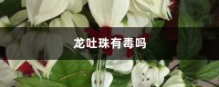 龙吐珠有毒吗