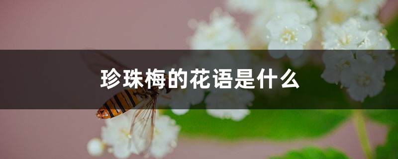 珍珠梅的花语是什么 珍珠梅的花语是什么