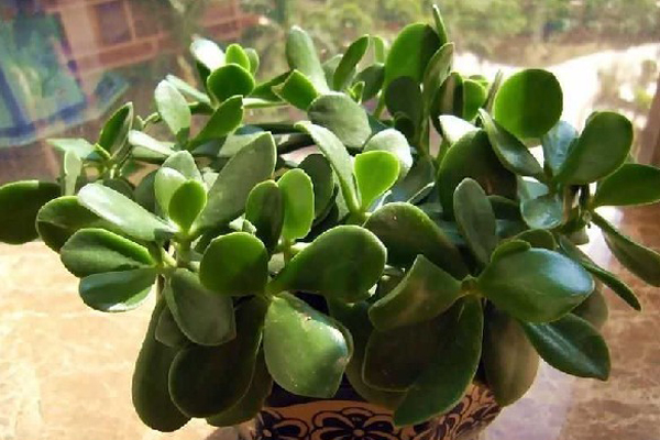 厚脸皮植物可以在室内养吗? 厚脸皮植物可以在室内养吗?