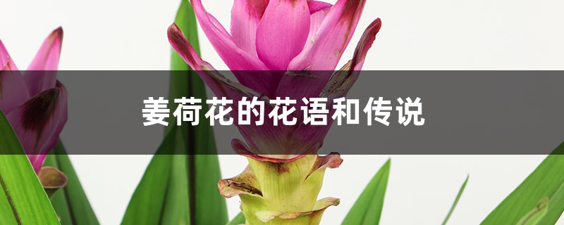 姜荷花的花语和传说 姜荷花的花语和传说