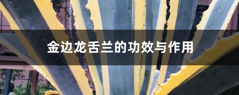 金边龙舌兰的功效与作用 金边龙舌兰的功效与作用