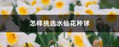 怎样挑选水仙花种球