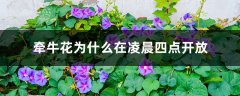 牵牛花为什么在凌晨四点开放