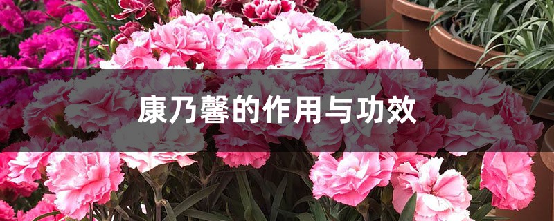 康乃馨的作用与功效 康乃馨的作用与功效