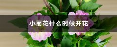 小丽花什么时候开花