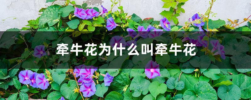 牵牛花为什么叫牵牛花 牵牛花为什么叫牵牛花