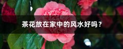 茶花放在家中的风水好吗？