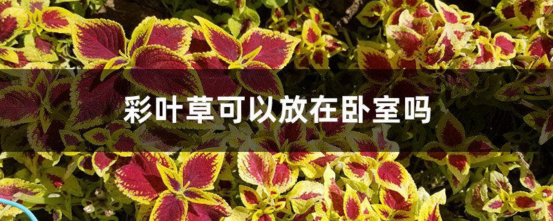 彩叶草可以放在卧室吗 彩叶草可以放在卧室吗