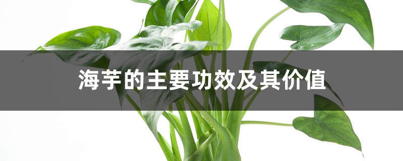 海芋的主要功效及其价值 海芋的主要功效及其价值