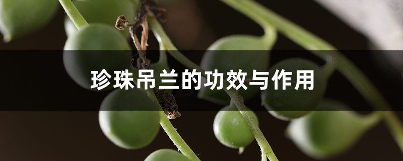 珍珠吊兰的功效与作用 珍珠吊兰的功效与作用
