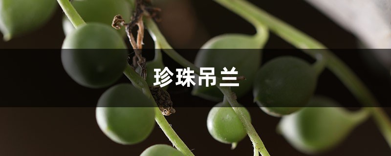 珍珠吊兰虽好看,可是放在室内养你真的放心吗? 珍珠吊兰虽好看,可是放在室内养你真的放心吗?