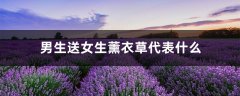 男生送女生薰衣草代表什么