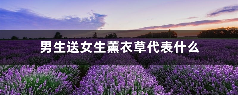 男生送女生薰衣草代表什么 男生送女生薰衣草代表什么