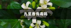 九里香有毒吗