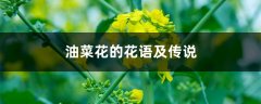 油菜花的花语及传说