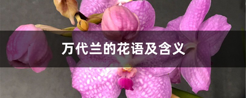 万代兰的花语及含义 万代兰的花语及含义