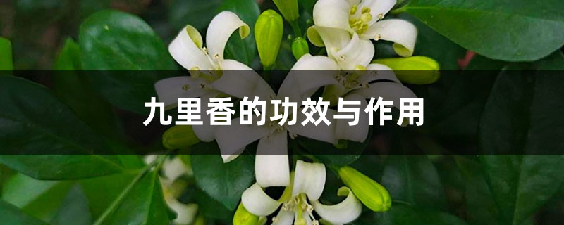 九里香的功效与作用