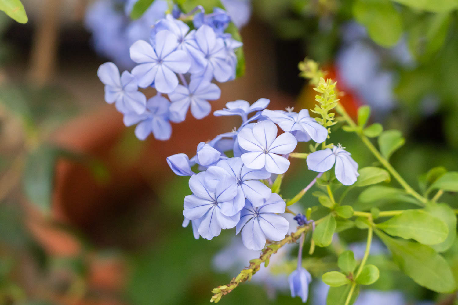 蓝雪花