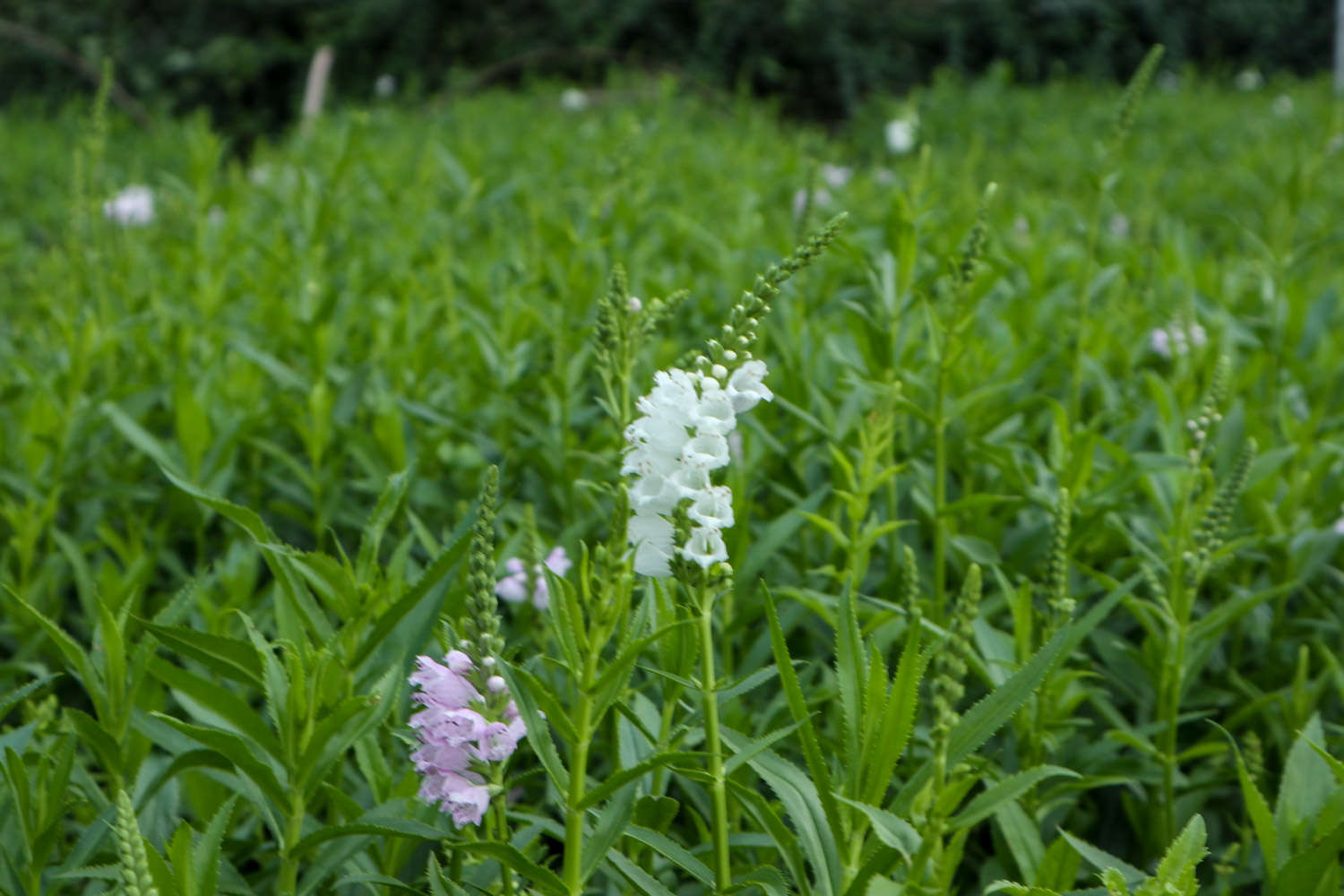 随意草