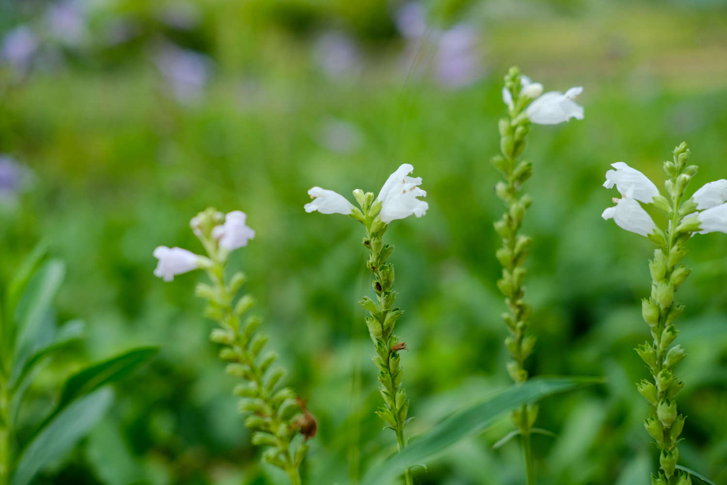 随意草