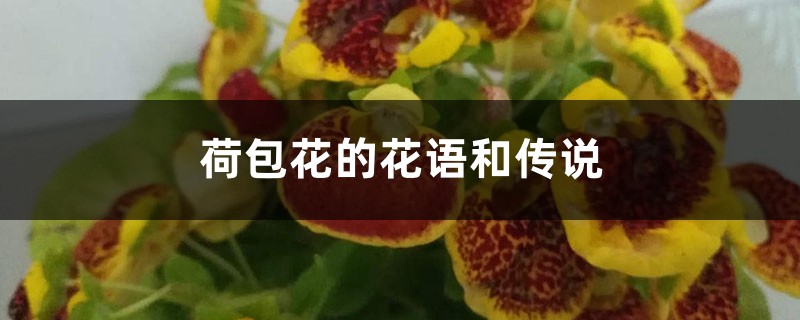 荷包花的花语和传说 荷包花的花语和传说
