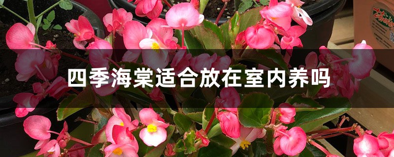 四季海棠适合放在室内养吗 四季海棠适合放在室内养吗
