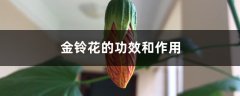 金铃花的功效和作用