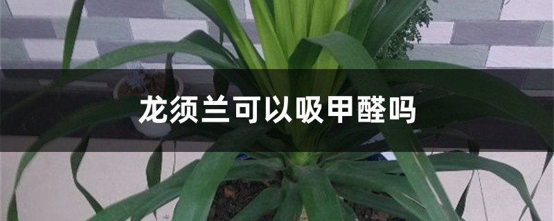 龙须兰可以吸甲醛吗