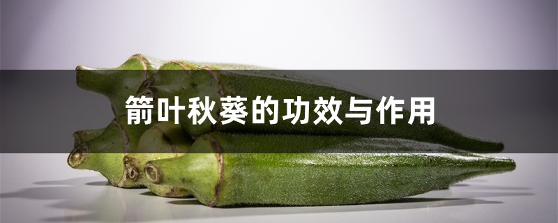 箭叶秋葵的功效与作用 箭叶秋葵的功效与作用