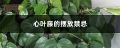 心叶藤的摆放禁忌