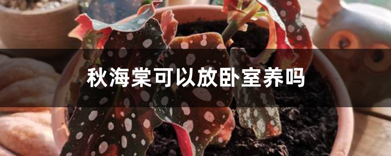 秋海棠可以放卧室养吗 秋海棠可以放卧室养吗