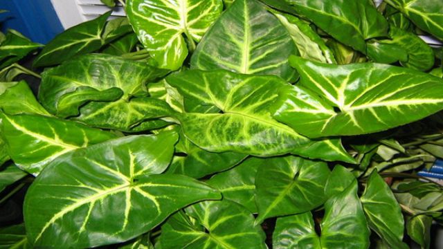 合果芋能放在卧室吗 合果芋能放在卧室吗
