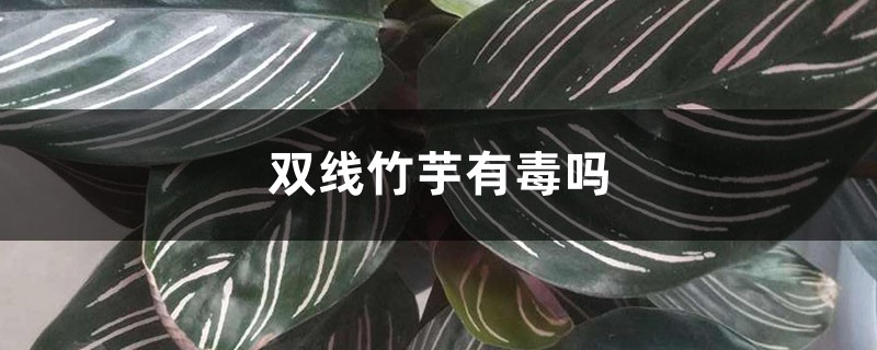 双线竹芋有毒吗