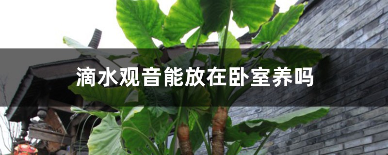滴水观音能放在卧室养吗 滴水观音能放在卧室养吗