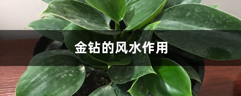 金钻的风水作用 金钻的风水作用
