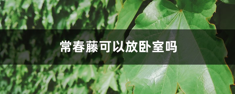 常春藤可以放卧室吗 常春藤可以放卧室吗
