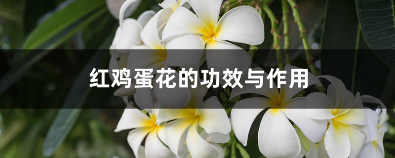 红鸡蛋花的功效与作用 红鸡蛋花的功效与作用
