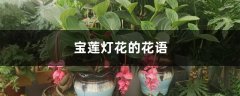 宝莲灯花的花语