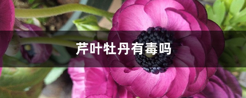 芹叶牡丹有毒吗